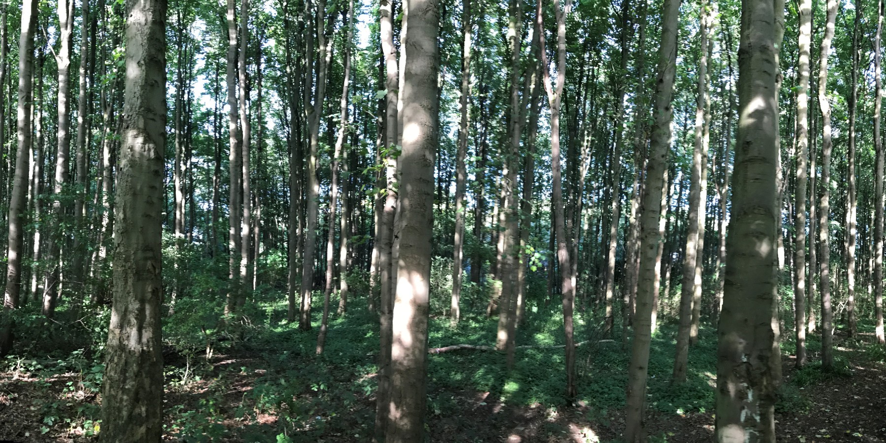 glade of trees